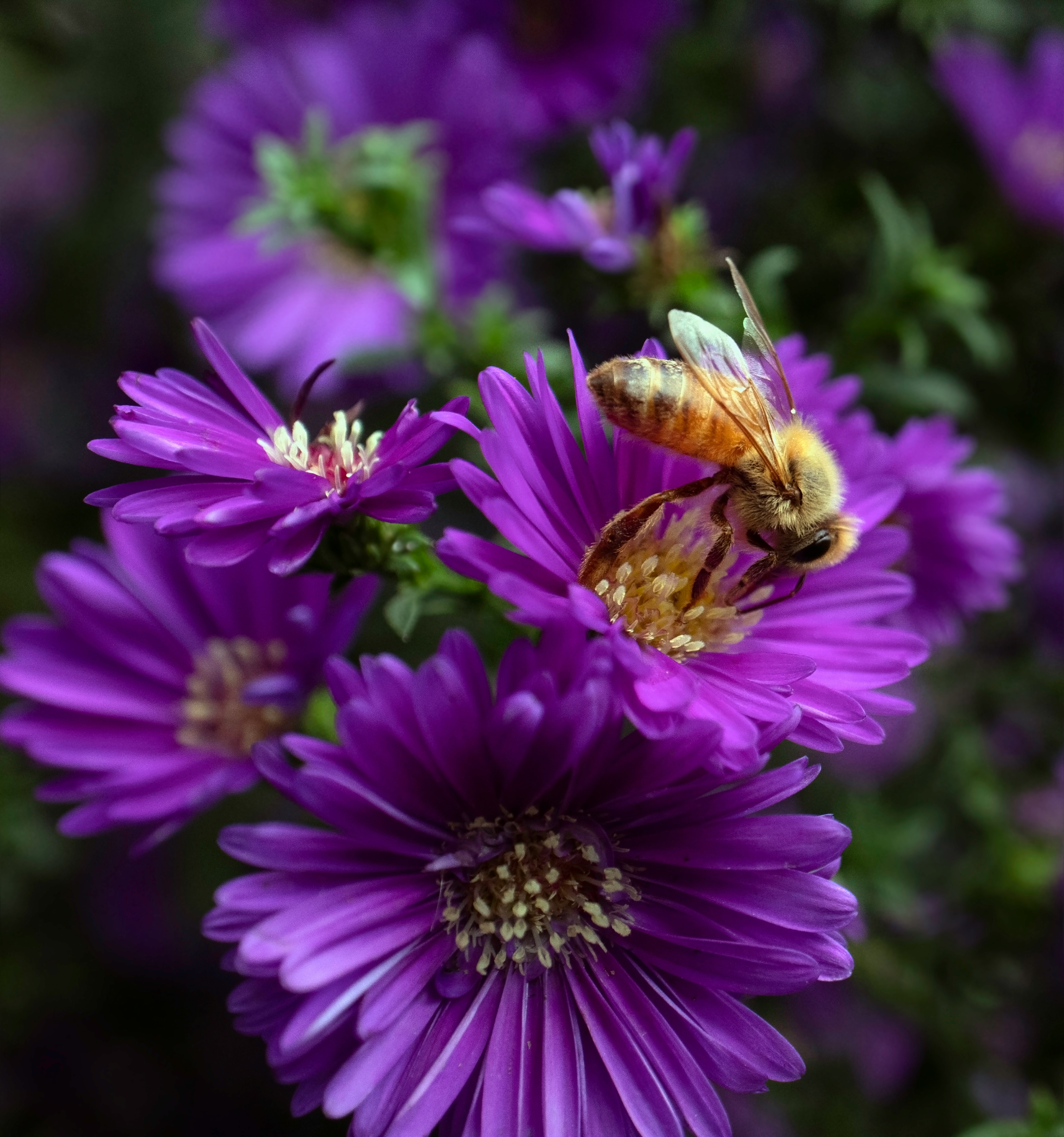 yellow bee on flower